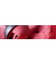 Sorbets